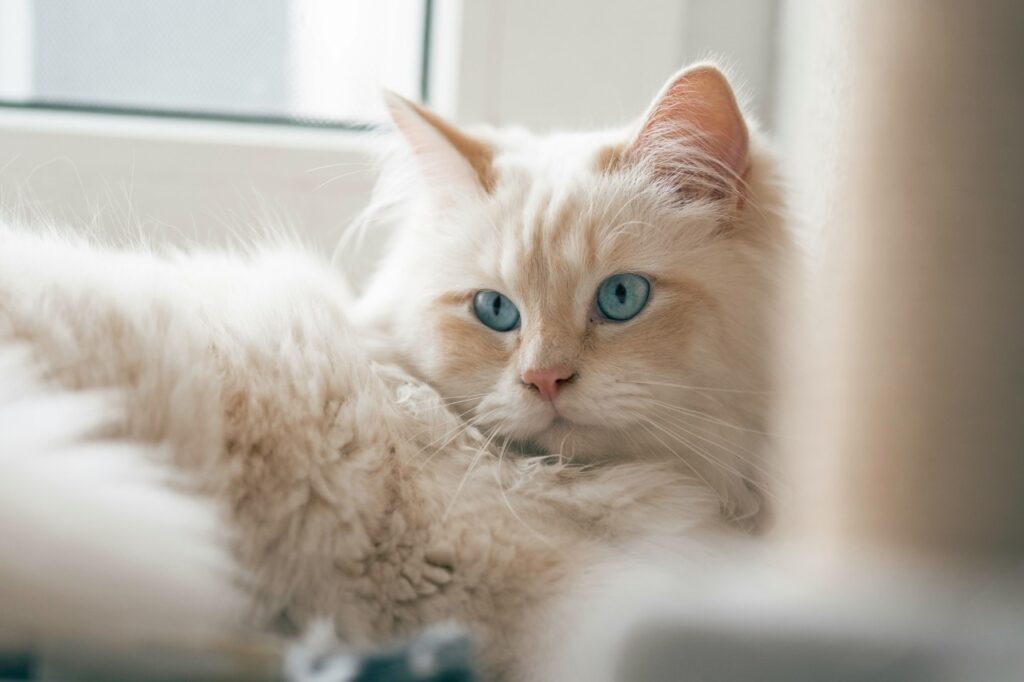 Birman cat