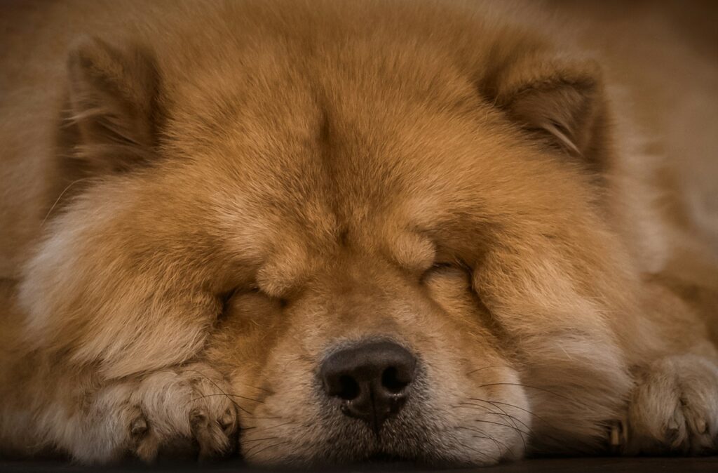Chow Chow Sleeping