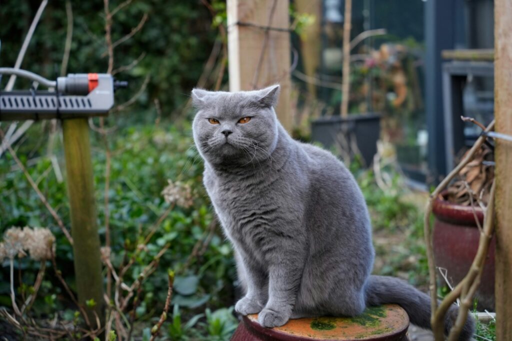British SHorthair