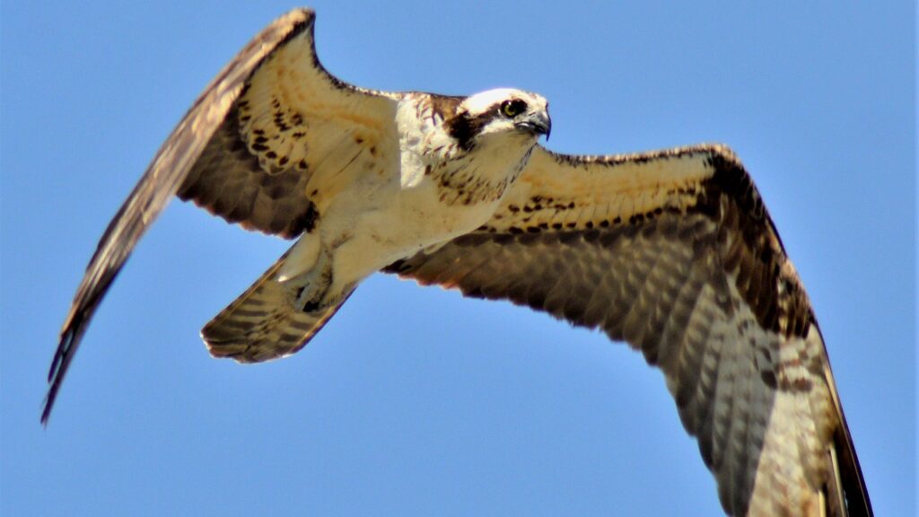 osprey