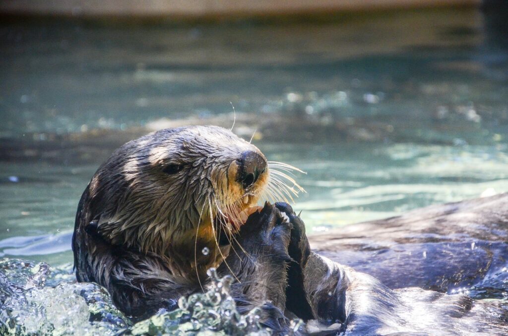 sea otter underwater