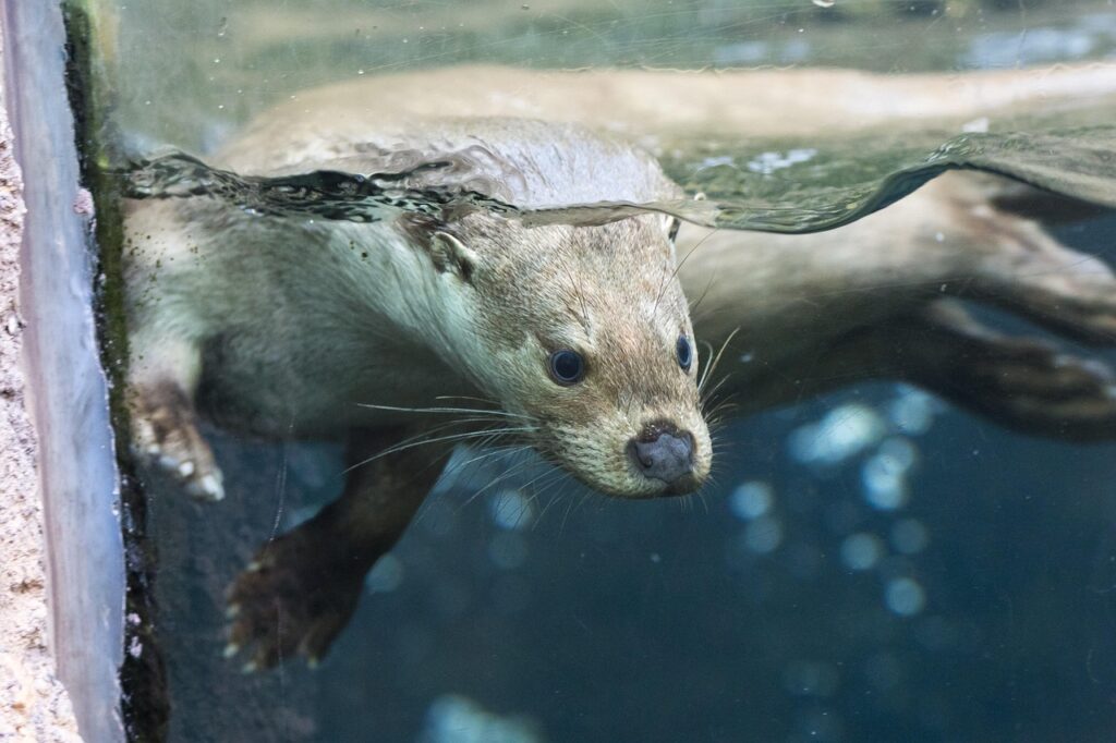sea otter underwater