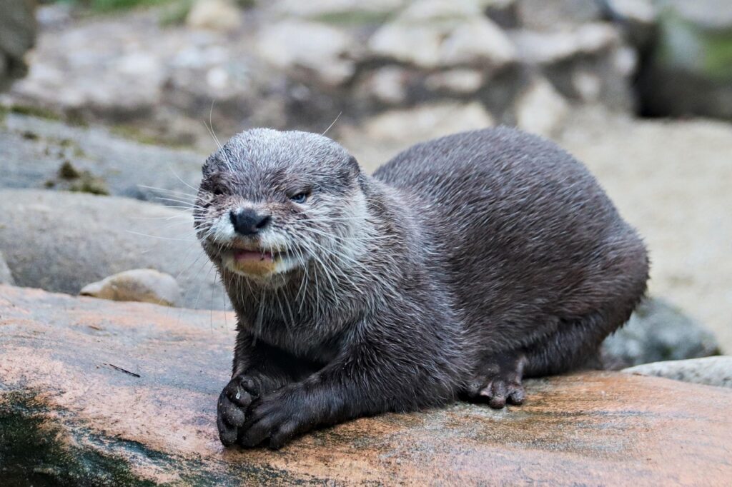 sea otter sitting