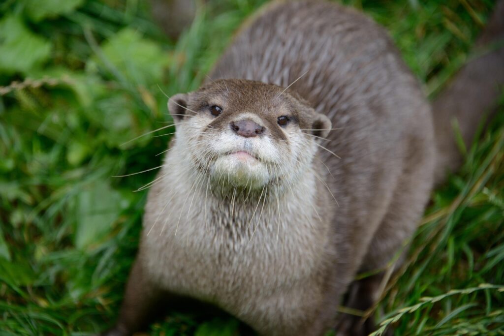 sea otter looking cutely