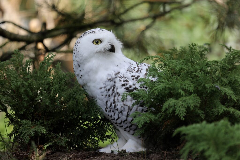 White owl
