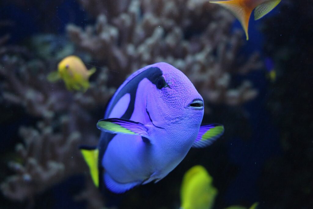 SurgeonFish
