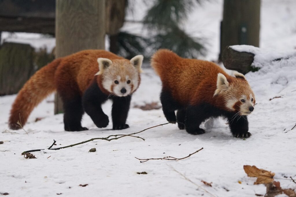 red panda