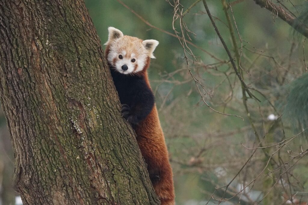 red panda