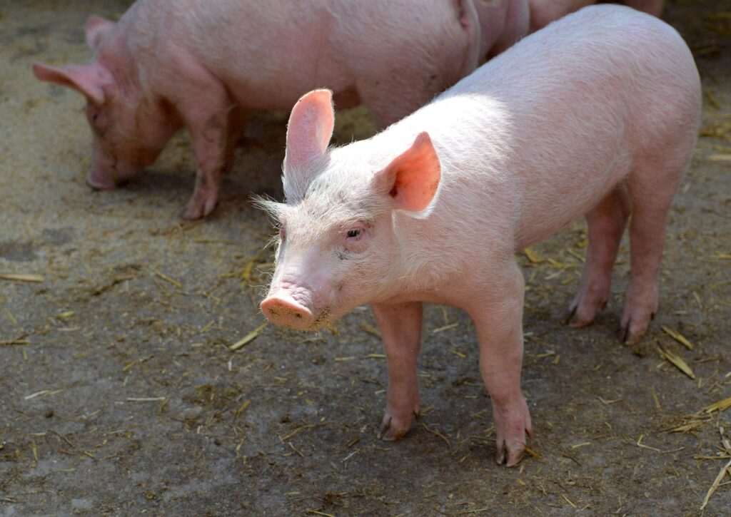 A piglet