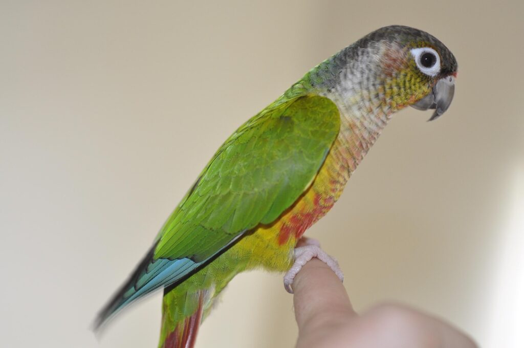 Green cheeked conure