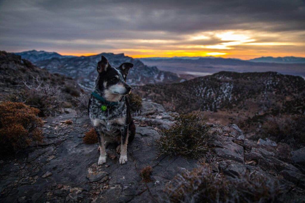 Australian cattle dog
