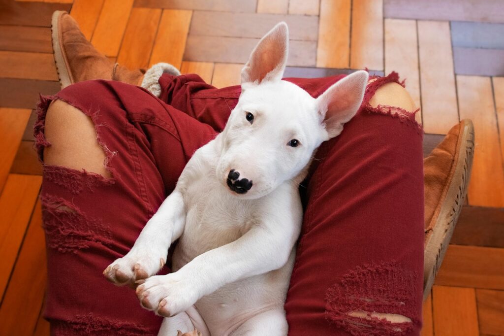 Miniature Bull Terrier
