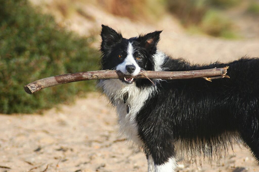 border collie with stick in mouth