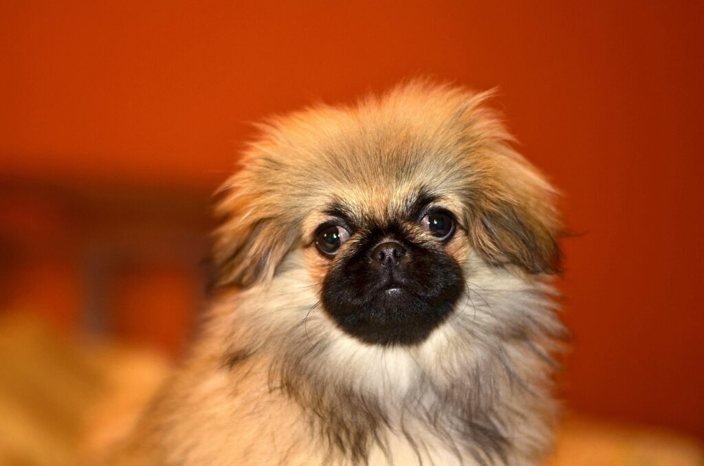 Pekingese
