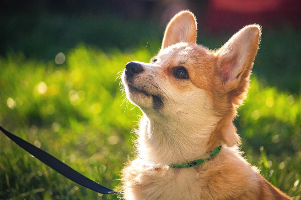 pembroke-welsh-corgi-