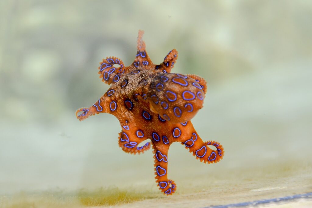 A Blue-Ringed Octopus