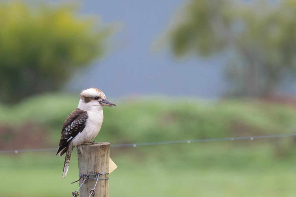 A Laughing Kookaburra