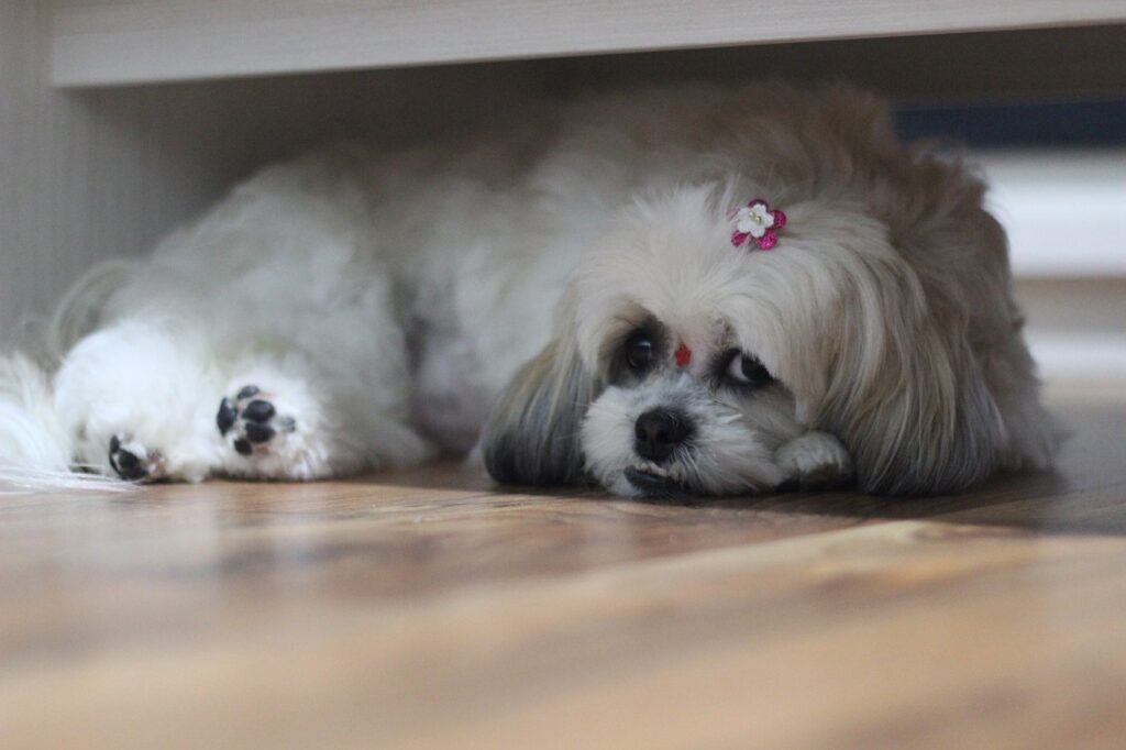 shih tzu hiding