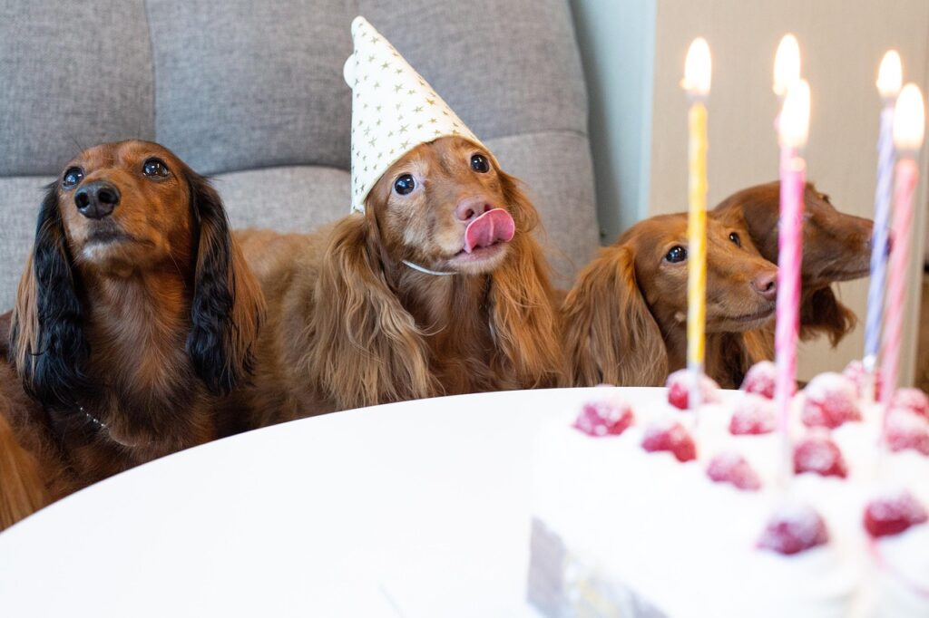 dachshund