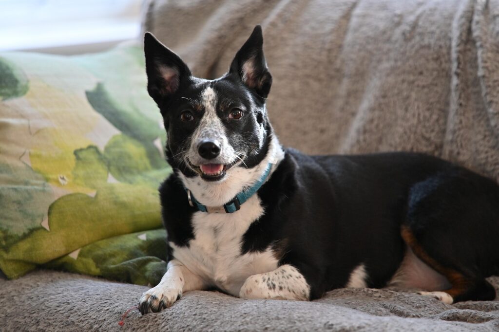 Australian cattle dog