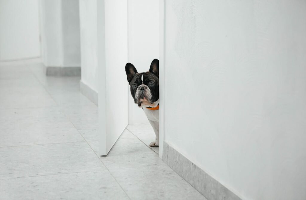 bulldog