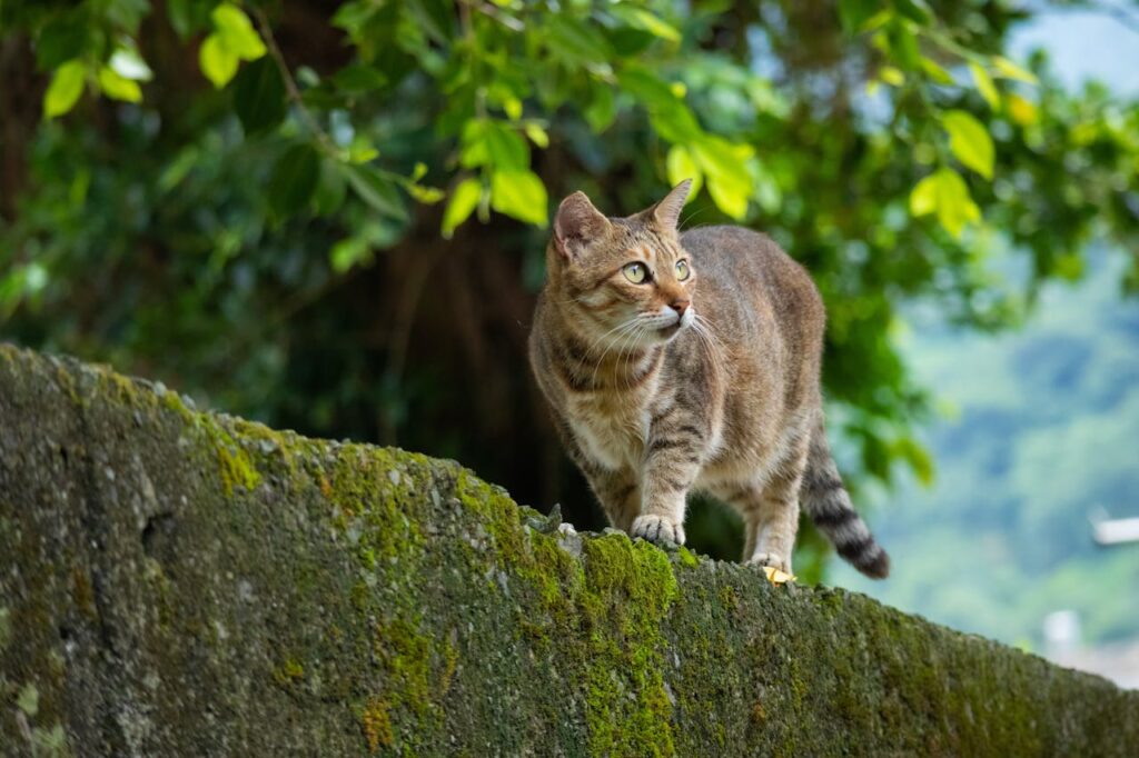 cat