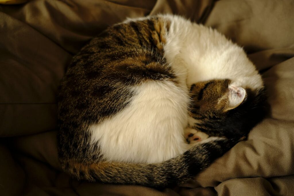 cat curled up like a ball