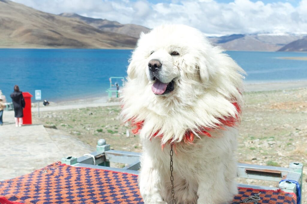 dog
