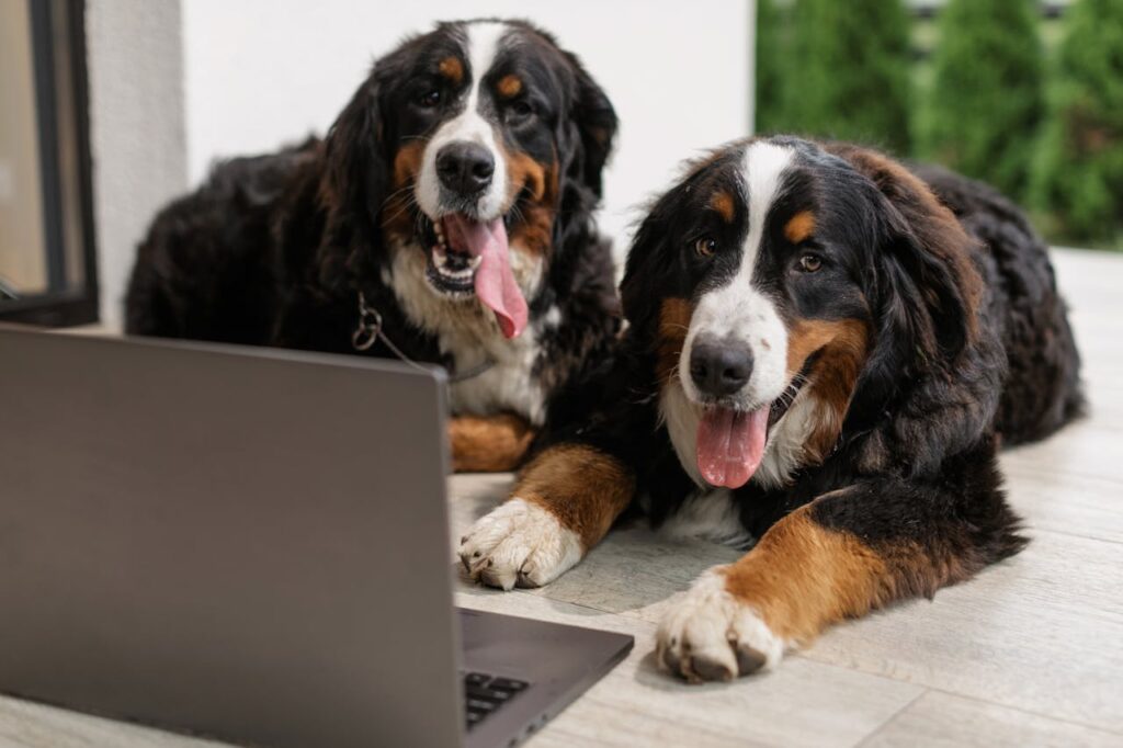 burnese mountain dog