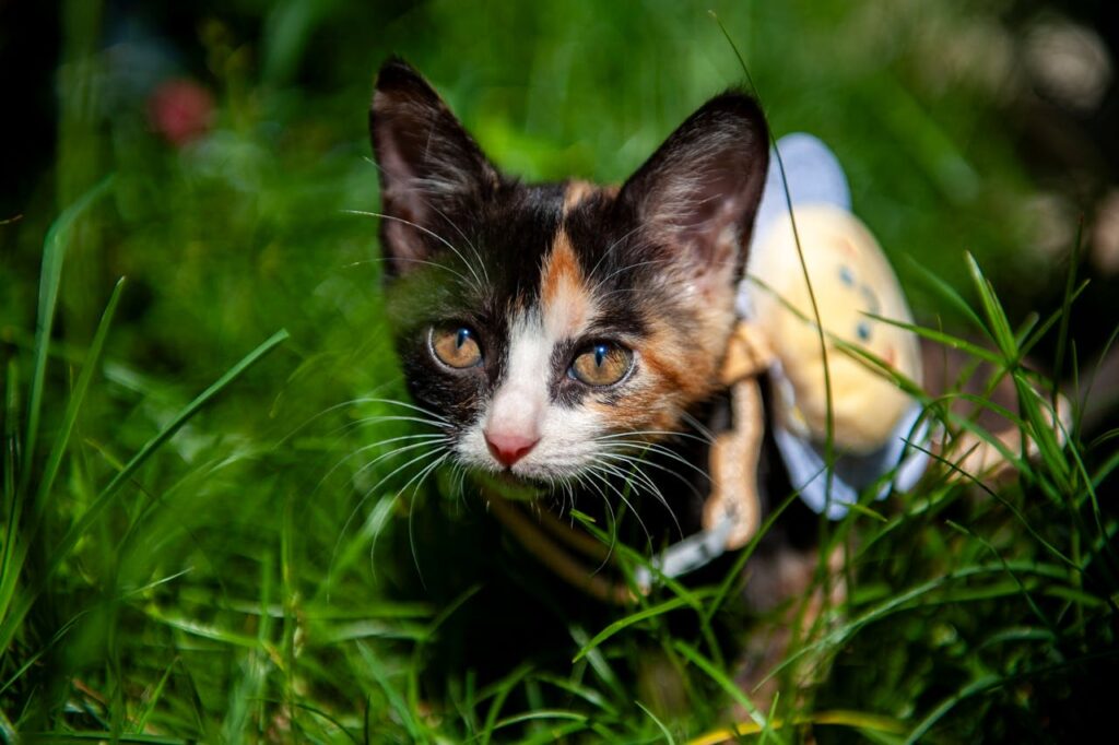 calico-kitten