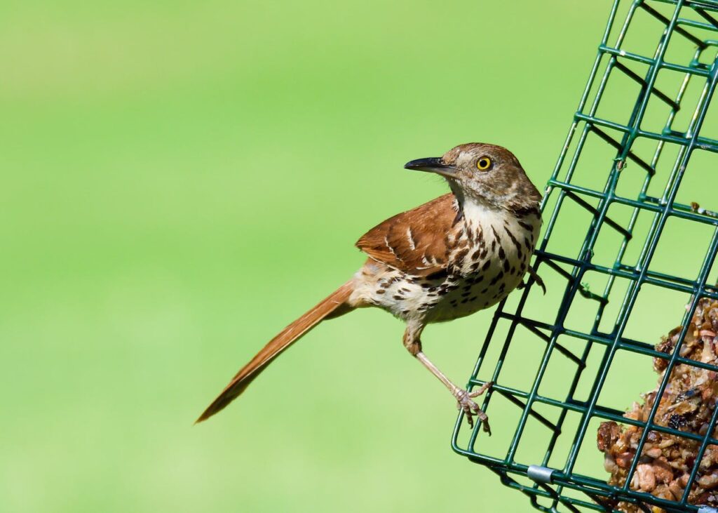brown thrasher