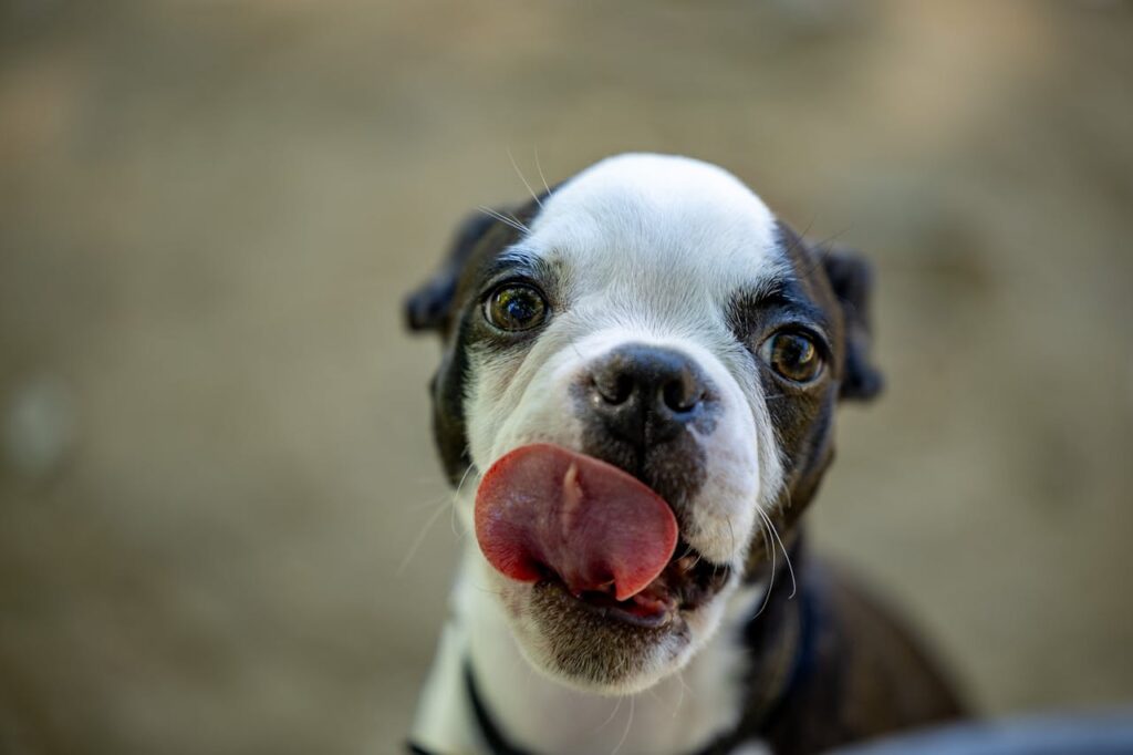 boston-terrier-puppy