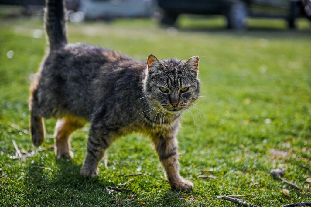 cat