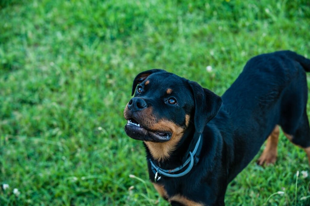 Rottweiler in a field
