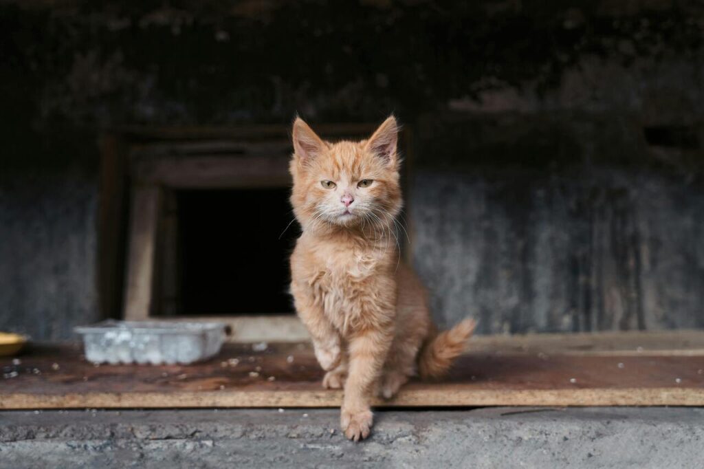 stray cat