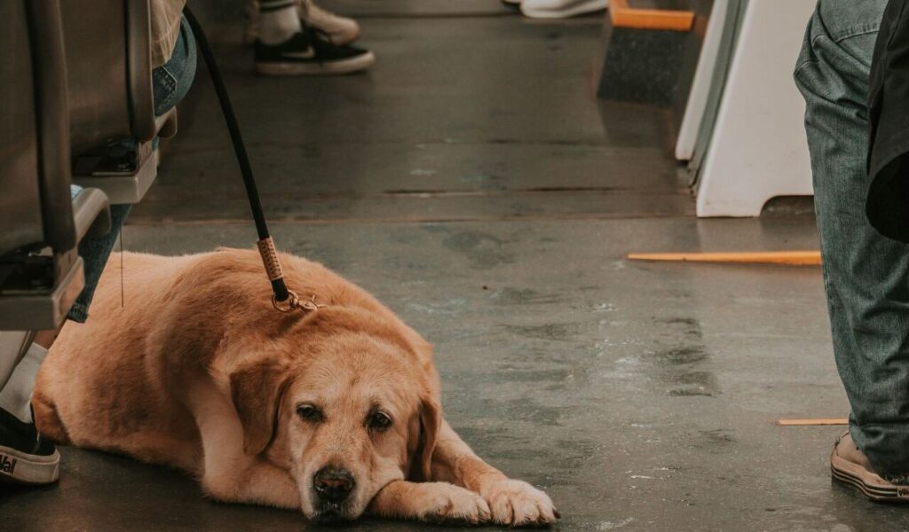Dog lying on the floor of public transport, leashed to its owner.