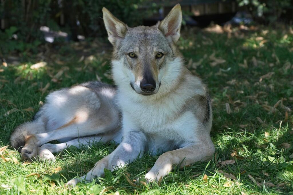 Czechoslovakian Wolfdog