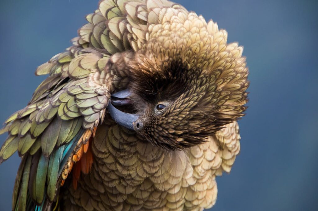 bird
