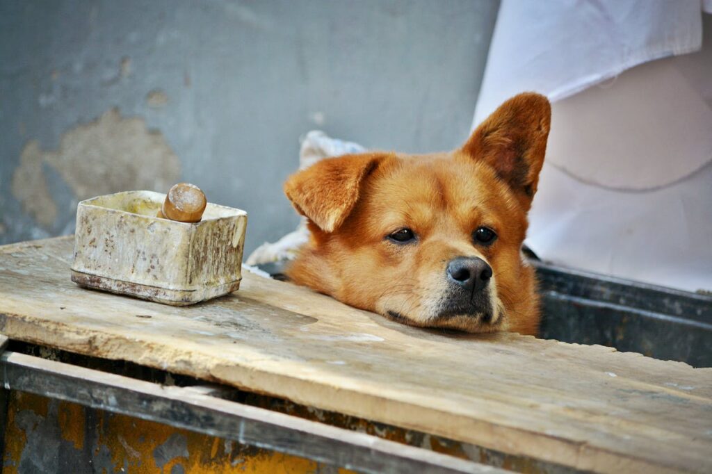 chow chow