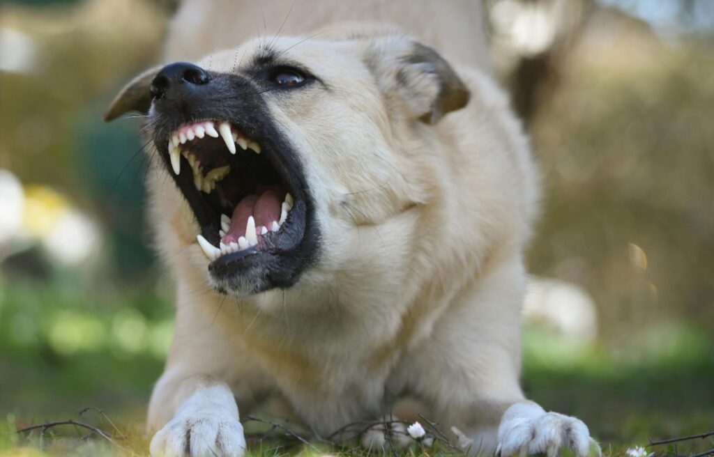 Aggressive dog baring its teeth and growling.
