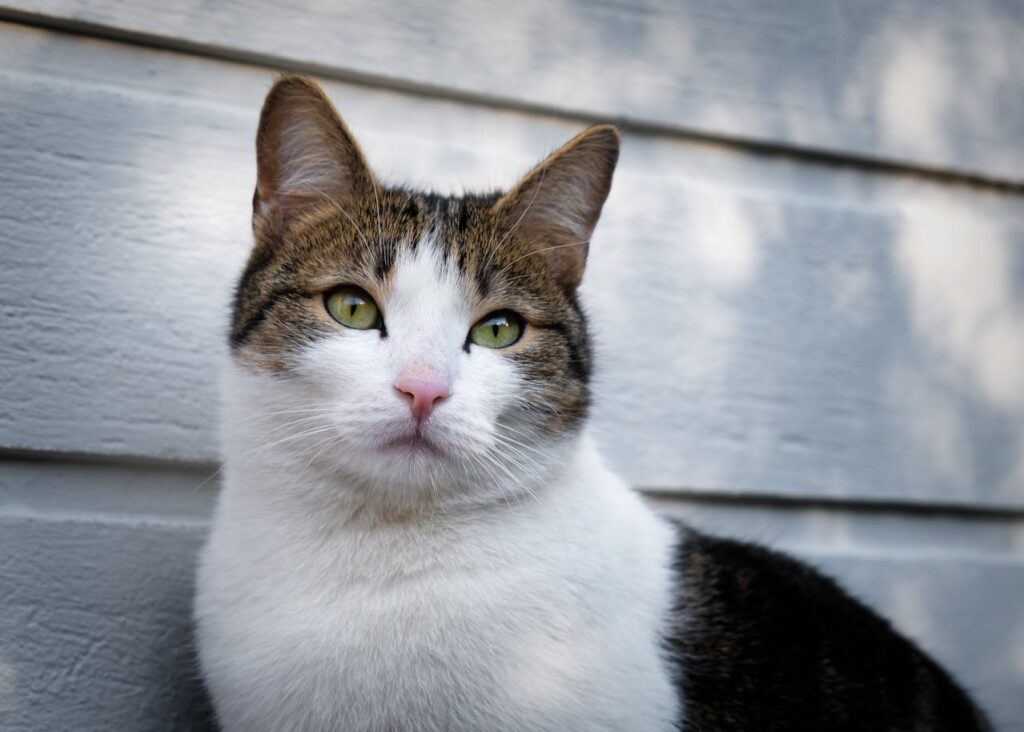 tabby