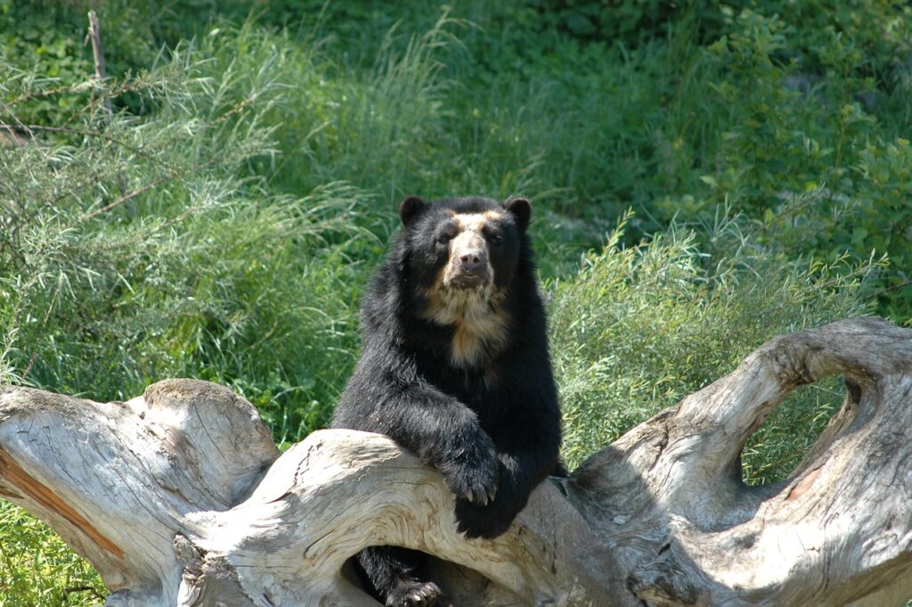 Black Bear