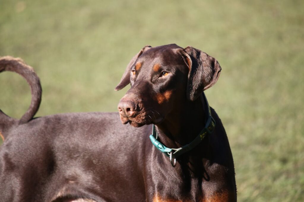 Doberman Pinscher in a field