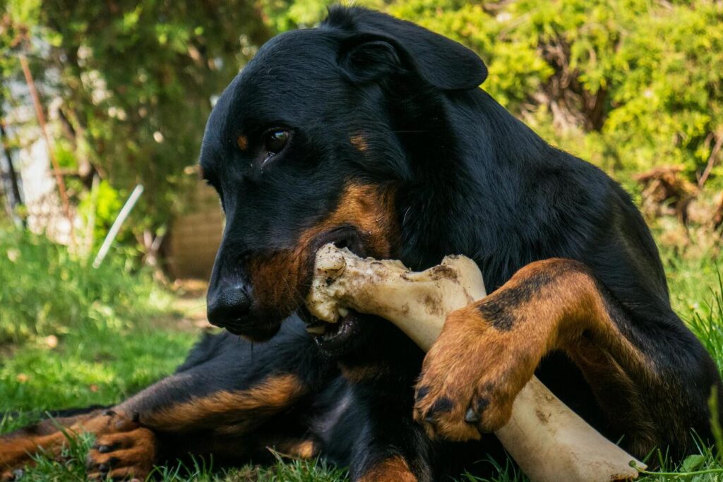 Dog chewing