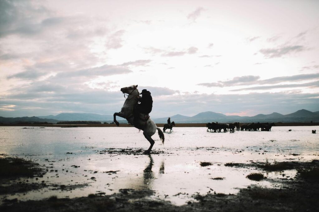 horse