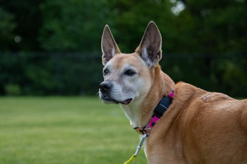 carolina-dog