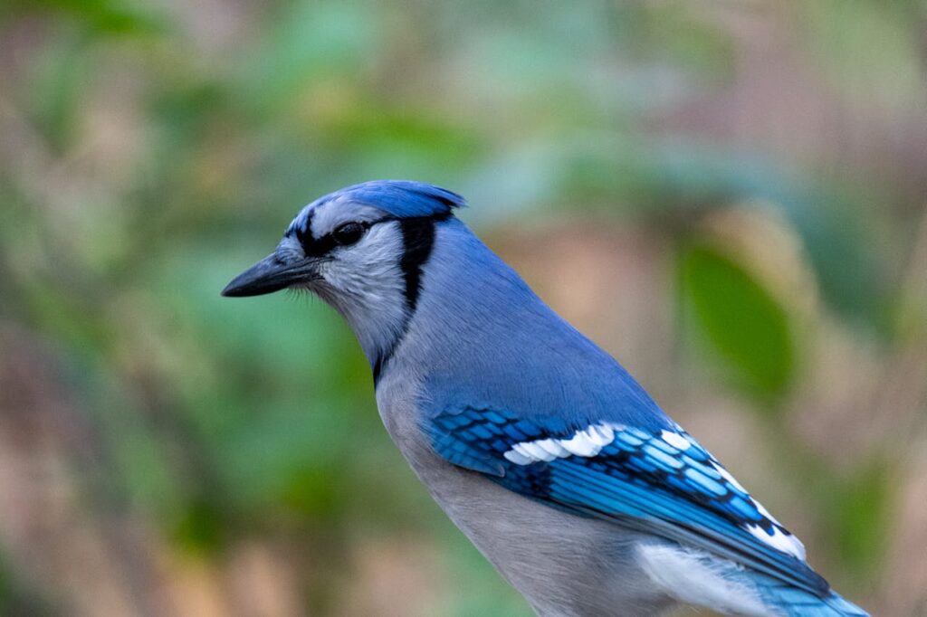 blue jay