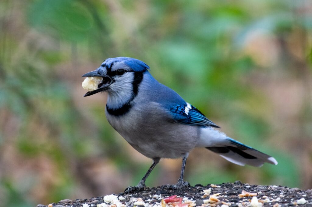 blue jay