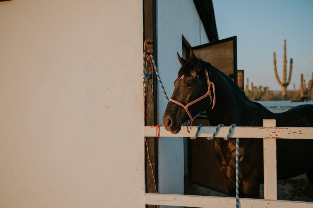 horse in stable