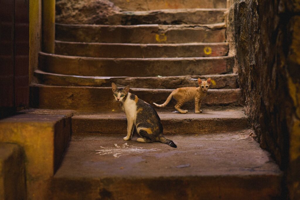 Ancient Cat Myths That Reveal How Humans Have Viewed Felines for Centuries